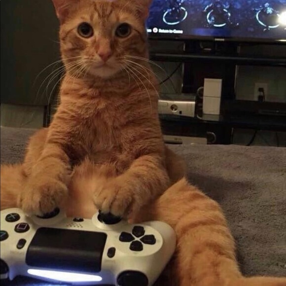 Meet your Posher, Josiah - Picture 1 of 1